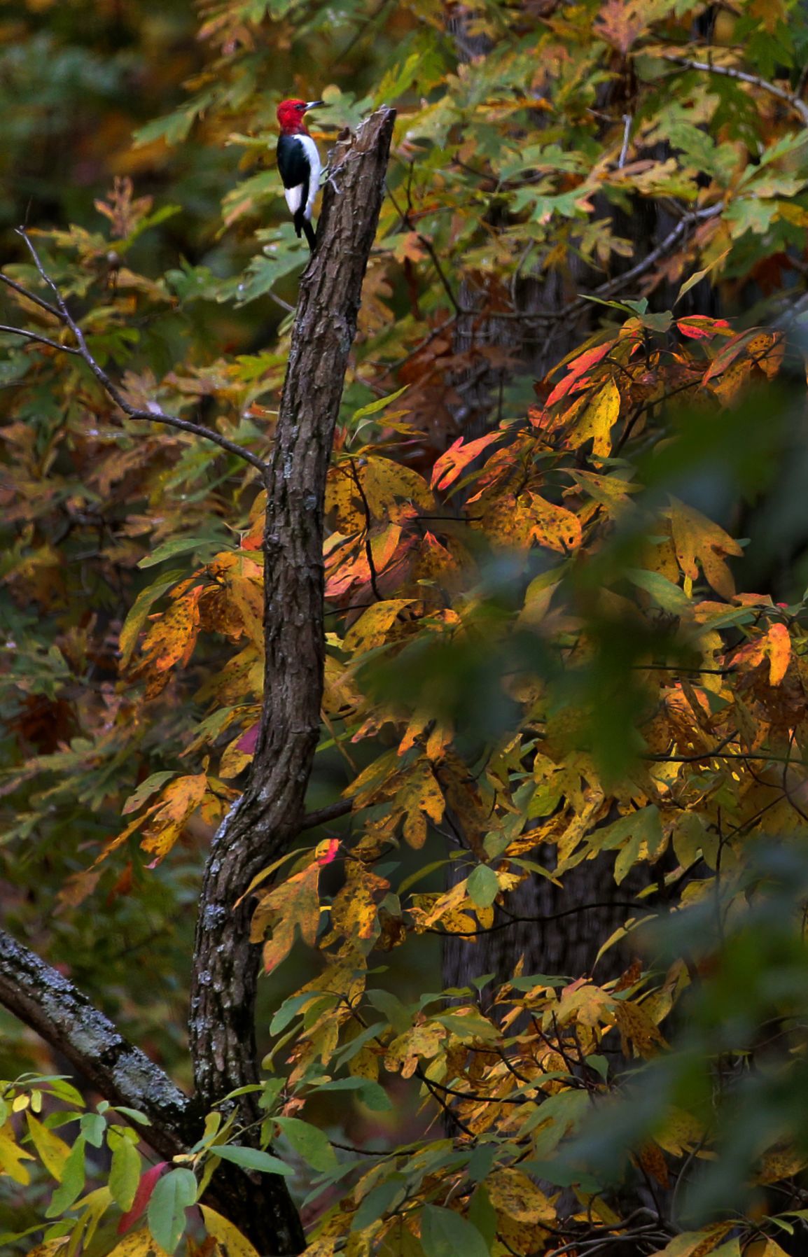 Season of color bursts into fall